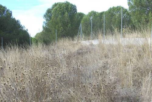 imagen 5 de Venta de finca rústica en Tudela de Duero (Valladolid)