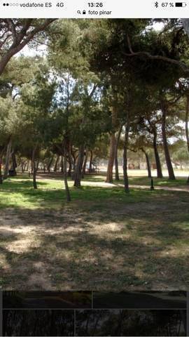 imagen 1 de Venta de pinar en Iscar (Valladolid)