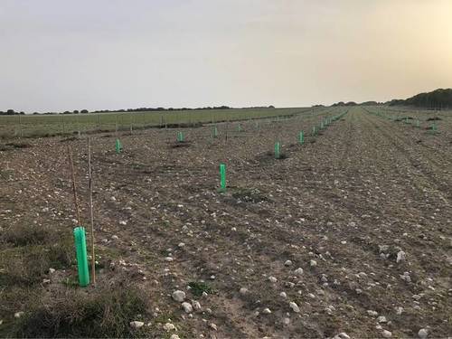 imagen 2 de Venta de finca con plantación pistachos en Cogeces de Iscar