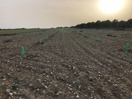 imagen 4 de Venta de finca con plantación pistachos en Cogeces de Iscar