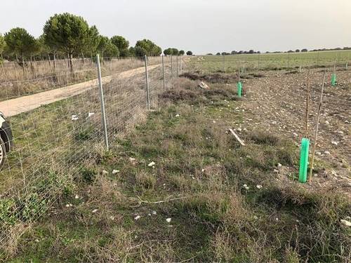 imagen 1 de Venta de finca con plantación pistachos en Cogeces de Iscar