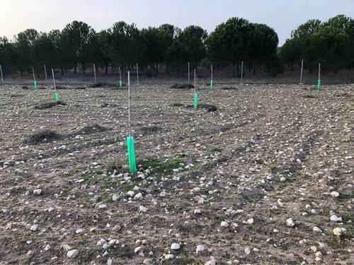imagen 3 de Venta de finca con plantación pistachos en Cogeces de Iscar