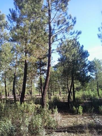 imagen 1 de Venta de pinar resinero y piñonero en Torrescarcela (Valladolid)