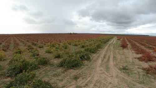 imagen 1 de Venta de viñedo ecológico en Pedrosa del Rey (Valladlid)