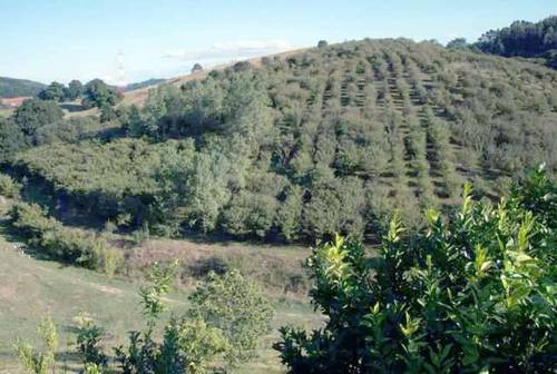 imagen 1 de Venta de finca con casa rural en Zamudio (Vizcaya)
