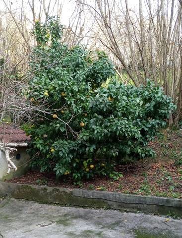 imagen 4 de Venta de finca con invernadero en Erandio