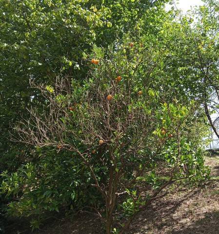 imagen 3 de Venta de finca con invernadero en Erandio