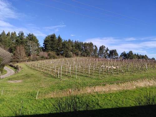 imagen 2 de Venta de terreno con viñedo en Ibarrangelu (Vizcaya)