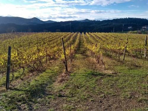 imagen 3 de Venta de terreno con viñedo en Ibarrangelu (Vizcaya)