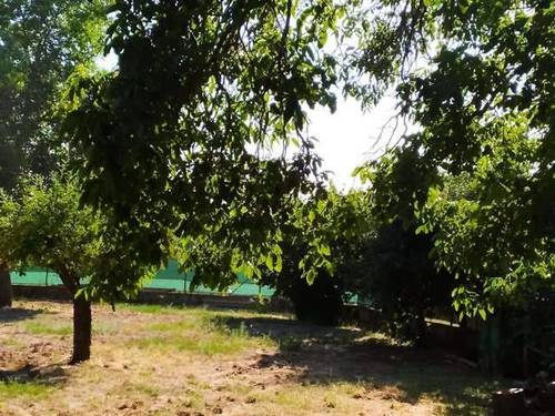 imagen 8 de Venta de finca de nogales con vivienda en Benavente
