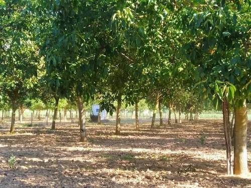 imagen 7 de Venta de finca de nogales con vivienda en Benavente