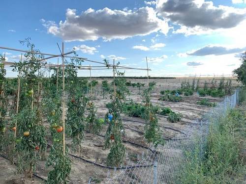 imagen 2 de Venta de finca con agua y luz en Zamora