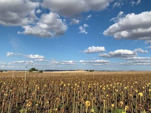 imagen 4 de Venta de finca con agua y luz en Zamora