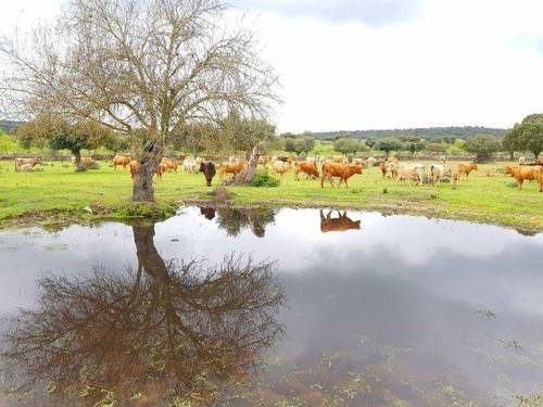 imagen 4 de Venta de dehesa en Zamora