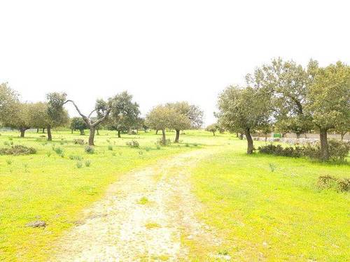 imagen 5 de Venta de dehesa en Zamora