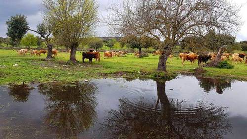 imagen 3 de Venta de dehesa en Zamora
