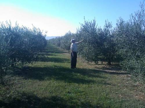 imagen 3 de Venta de finca en Calatorao (Zaragoza)