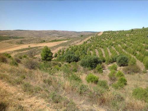 imagen 2 de Venta de finca con refugio en Ateca (Zaragoza)