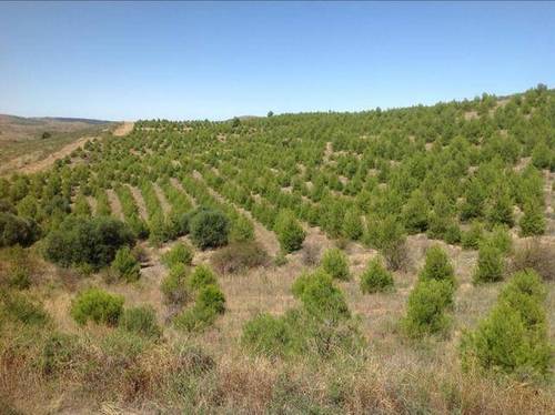 imagen 4 de Venta de finca con refugio en Ateca (Zaragoza)