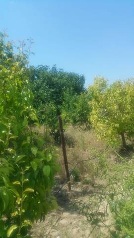 imagen 2 de Venta de finca con casita en Zaragoza