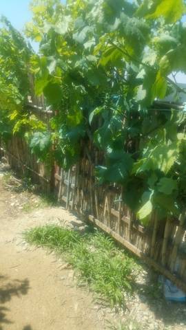 imagen 7 de Venta de finca con casita en Zaragoza
