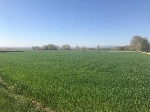 imagen 4 de Venta de terreno rústico en Movera (zaragoza)