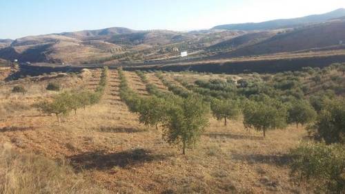 imagen 1 de Venta de olivar en Morata de Jalón (Zaragoza)