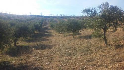 imagen 1 de Venta de olivar en Morata de Jalón (Zaragoza)