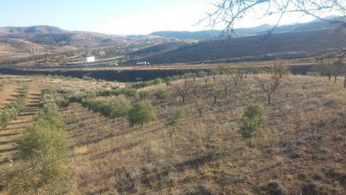 imagen 4 de Venta de olivar en Morata de Jalón (Zaragoza)