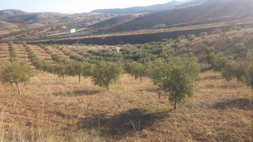 imagen 2 de Venta de olivar en Morata de Jalón (Zaragoza)