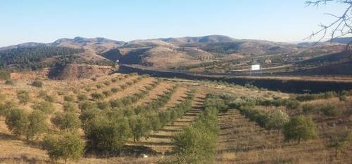 imagen 3 de Venta de olivar en Morata de Jalón (Zaragoza)