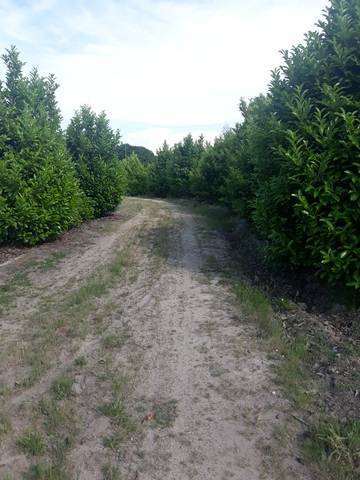 imagen 7 de Venta de casa rural en Pitón (Ourense)