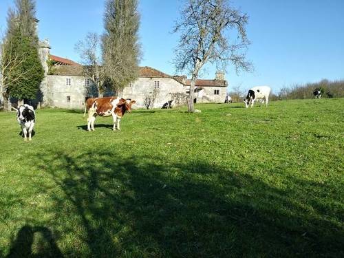 imagen 2 de Venta de monasterio en Chantada (Lugo)