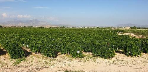 imagen 3 de Venta de casa con bodega en Novelda (Alicante)
