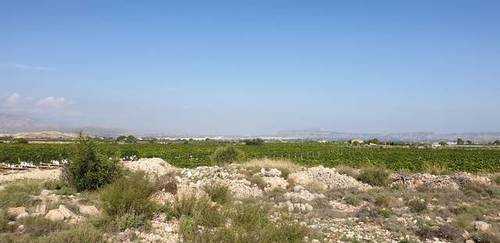 imagen 6 de Venta de casa con bodega en Novelda (Alicante)