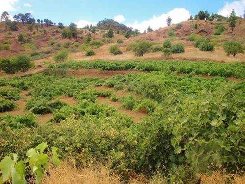 imagen 3 de Venta de bodega en El Pinar (El Hierro)