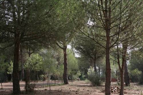 imagen 2 de Venta de finca de recreo en Lepe (Huelva)