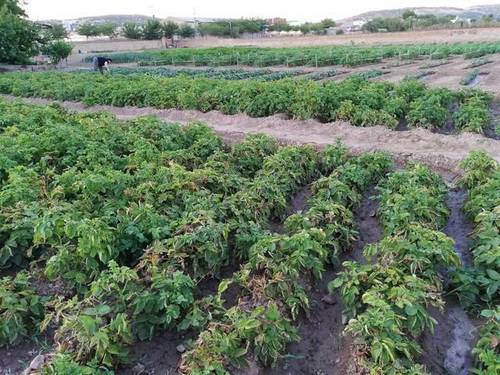 imagen 3 de Venta de casa con bodega en Urda (Toledo)