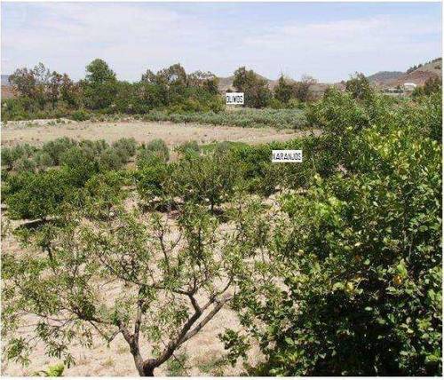 imagen 6 de Venta de cortijo con bodega en Purchena (Almería)