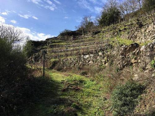 imagen 1 de Venta de viña con bodega en Escarión (Lugo)