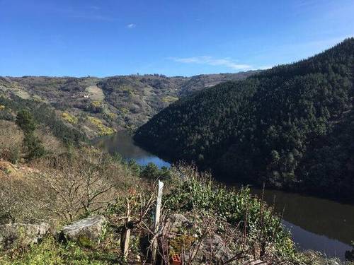 imagen 6 de Venta de viña con bodega en Escarión (Lugo)