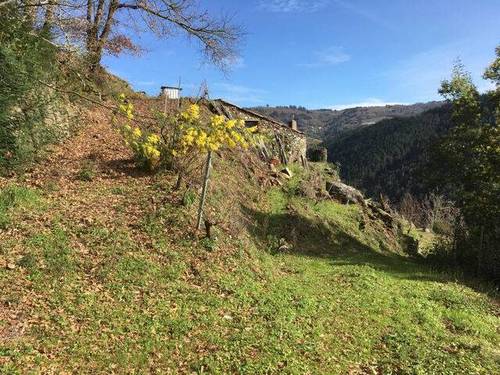 imagen 2 de Venta de viña con bodega en Escarión (Lugo)