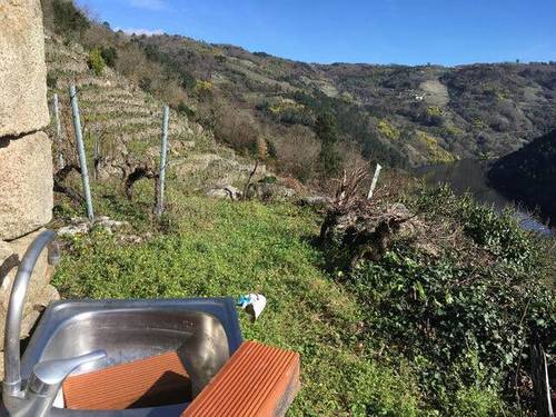 imagen 5 de Venta de viña con bodega en Escarión (Lugo)