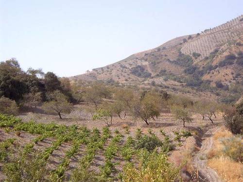 imagen 3 de Venta de cortijo con bodega en Castaras (Granada)