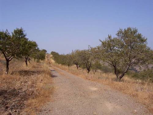 imagen 4 de Venta de cortijo con bodega en Castaras (Granada)