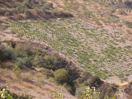 imagen 2 de Venta de cortijo con bodega en Castaras (Granada)