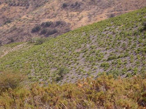 imagen 5 de Venta de cortijo con bodega en Castaras (Granada)