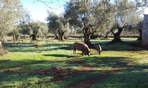 imagen 1 de Venta de finca con nave ganadera y almazara