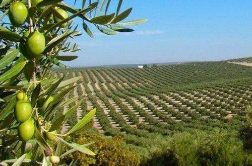 imagen 2 de Venta de almazara en funcionamiento en Jaén