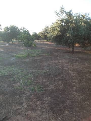 imagen 1 de Venta de casa de campo con olivos en Bailén